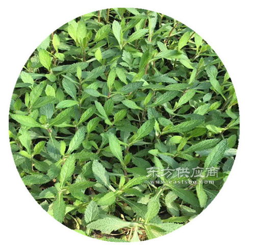 湖南柳葉馬鞭草苗商圖片 種植與選購(gòu)指南